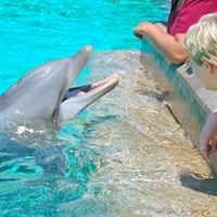 Feeding the dolphins at Seaworld San Diego