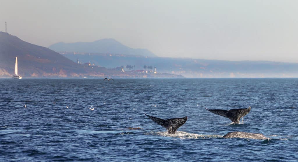 hornblower cruises whale watching