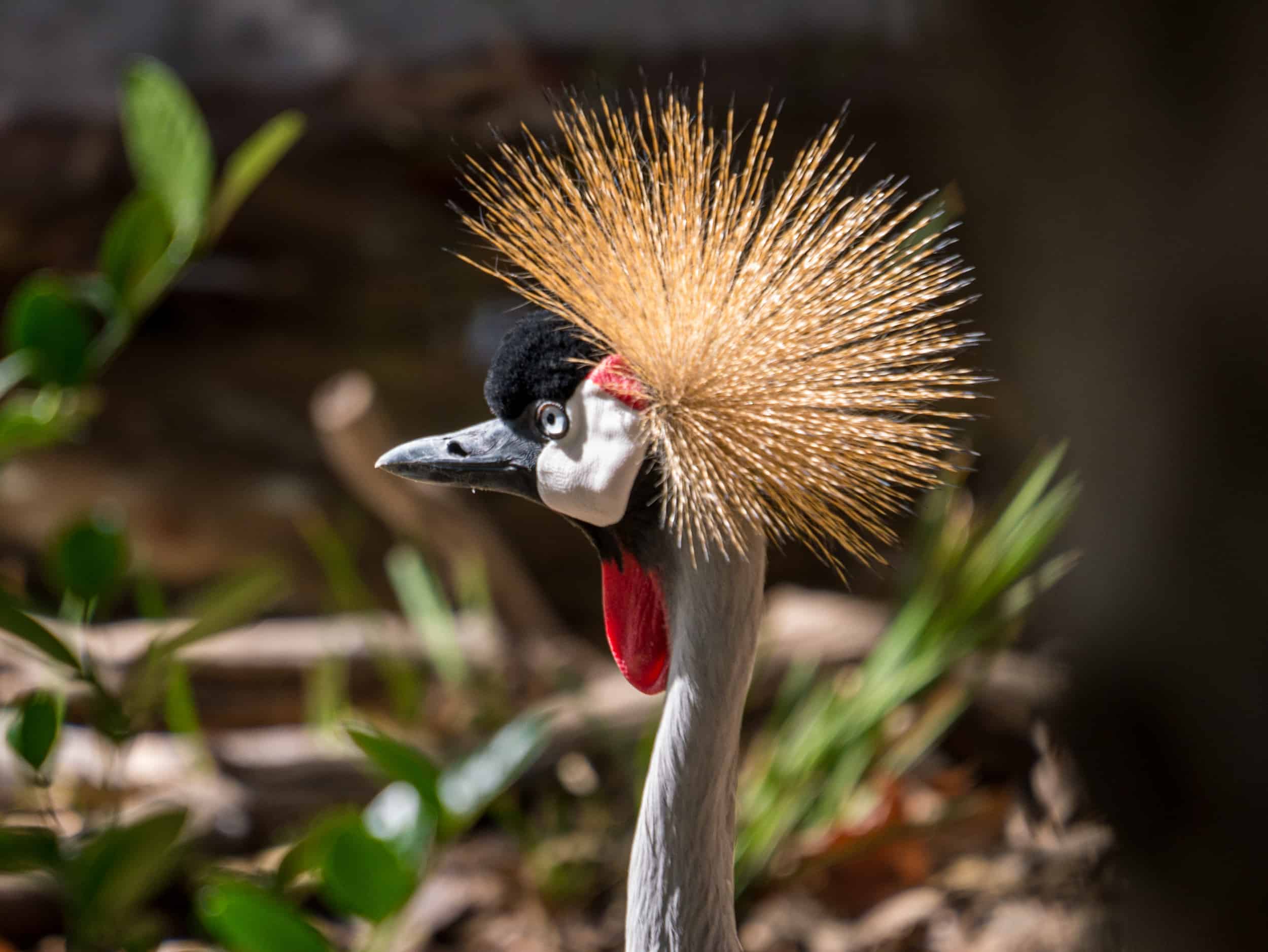 Have A Roaring Good Time At the San Diego Zoo Safari Park Have A Roaring Good Time At the San Diego Zoo Safari Park